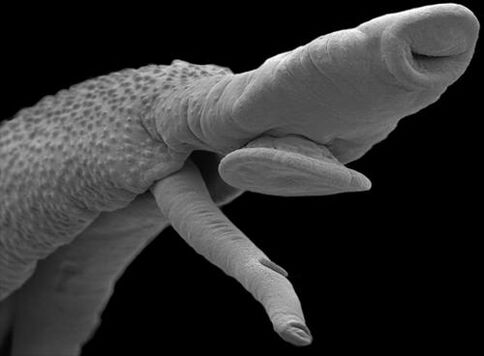 organism parazitar